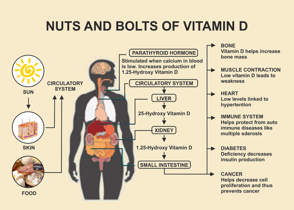 Nuts and Bolts of Vitamin D
