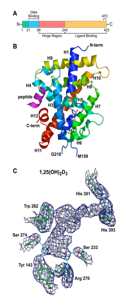 Vitamin D receptor structure
