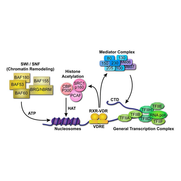 Vitamin D receptor signalling